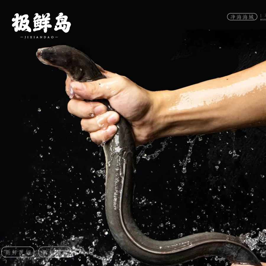 【鲜活】野生本港鳗 /约2.6斤1条
