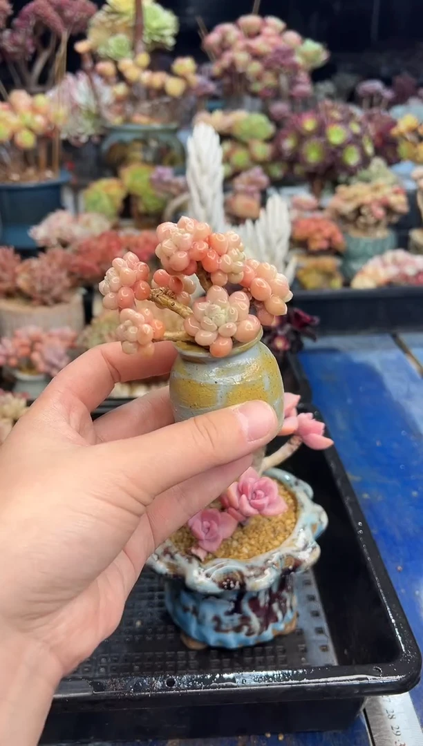 【闪购商品】798不带盆