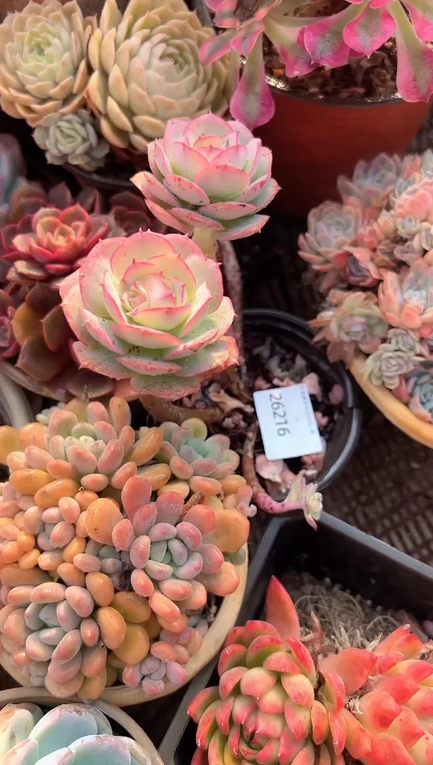 -**-多肉植物一物一拍26216