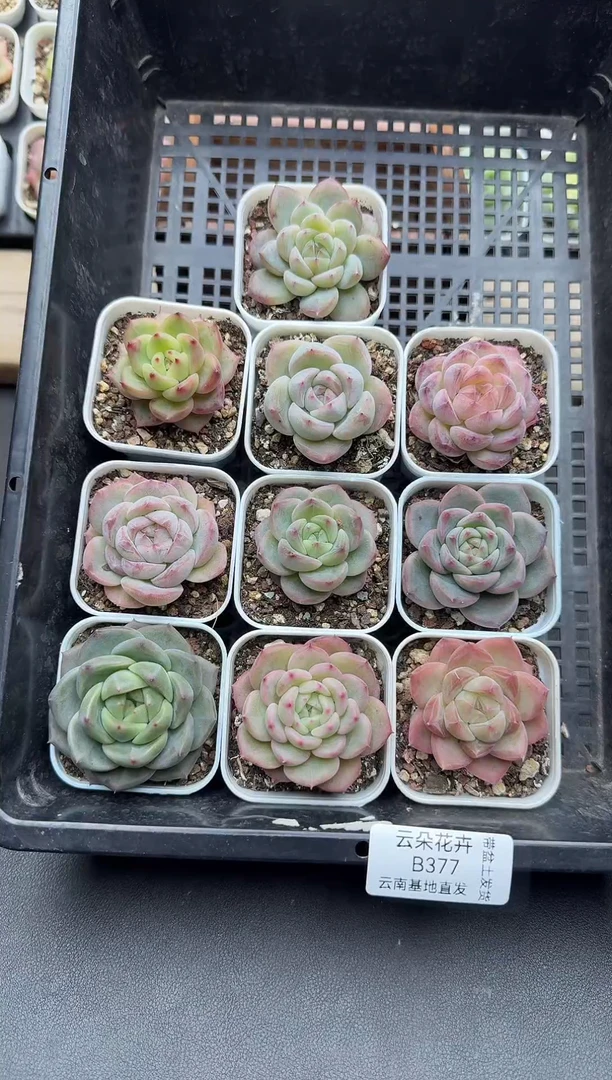 珍妮杂交多肉B377