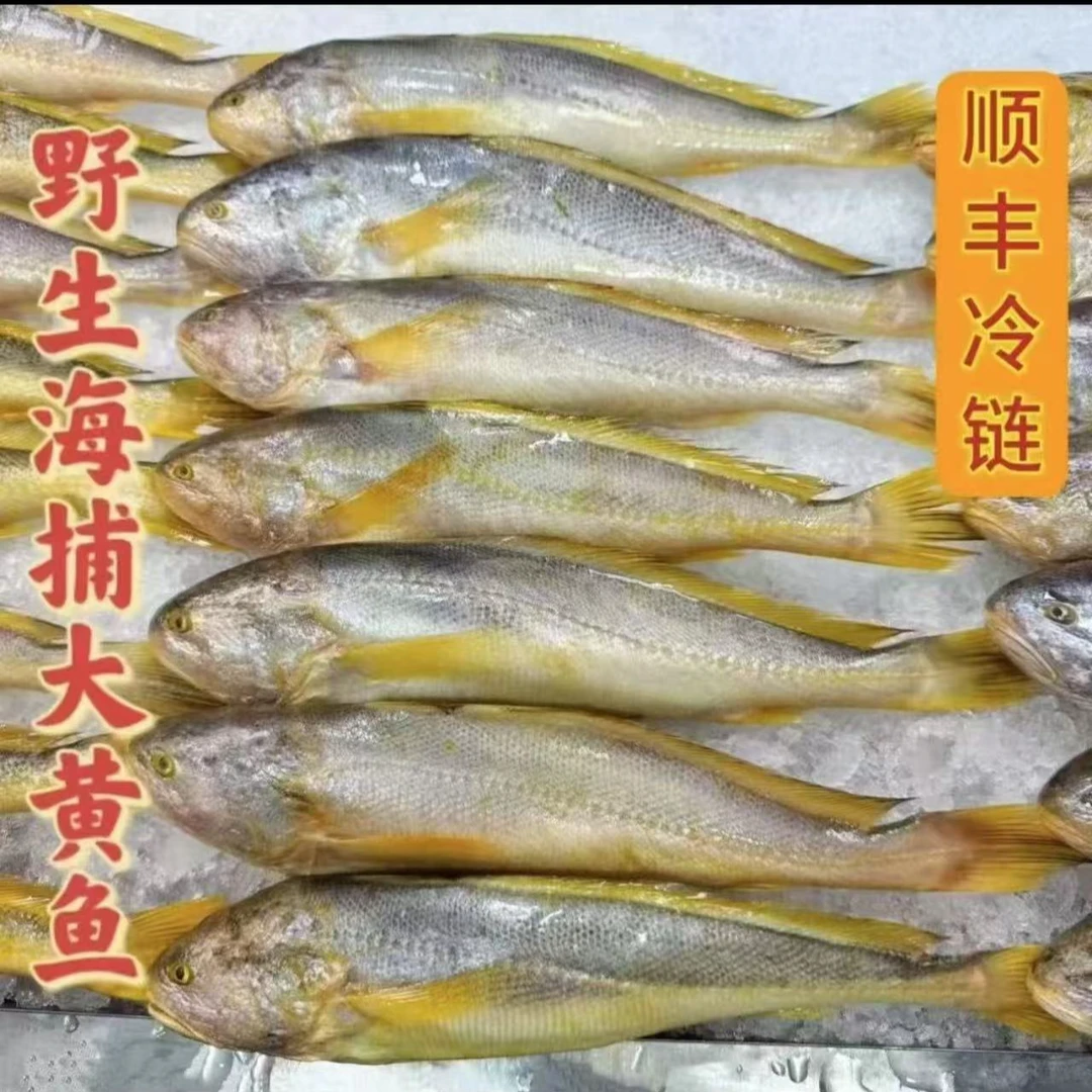 2山东日照 发货 野生黄鱼单条7两左右（6两～8两）速冻锁鲜 顺丰发货