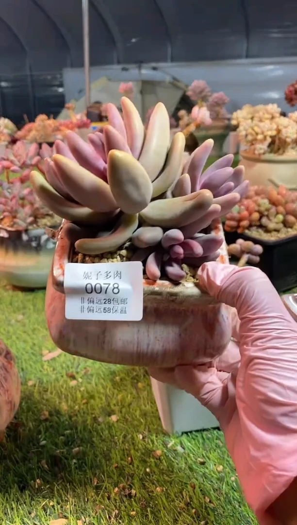 【闪购商品】0078a