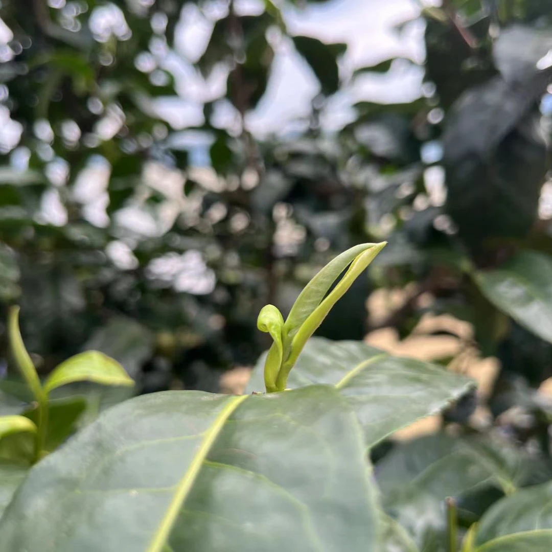 2024年勐库生散茶