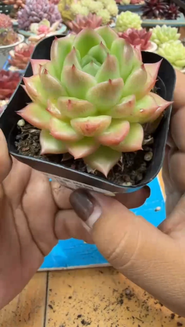 东云多肉园二店-598