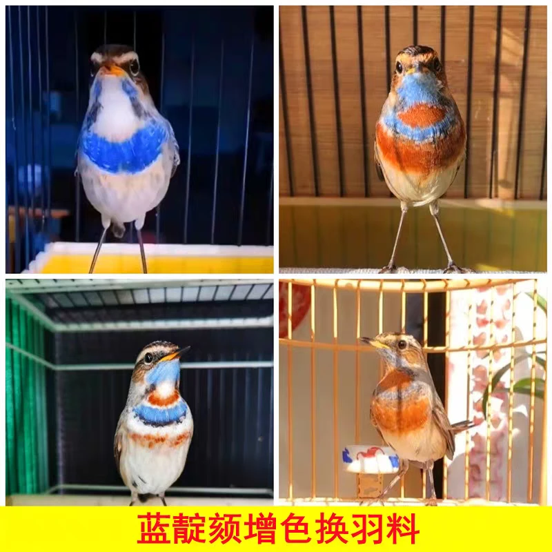 靖淇鸟食蓝靛颏专用换毛鸟食蓝脖换羽增色料日常增蓝增紫料500克