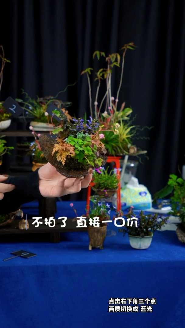 【闪购商品】山野草