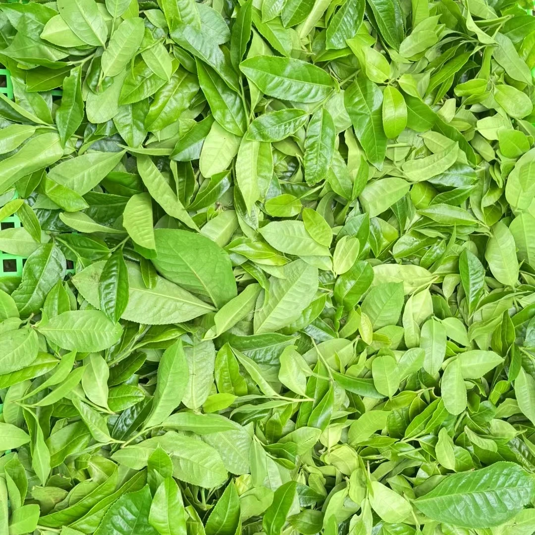 2025年头春下磨烈绿水塘大树生茶散茶  带一泡茶样