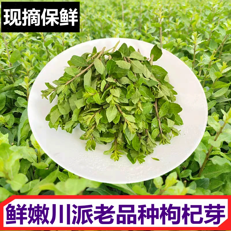 四川新鲜枸杞叶枸杞芽狗地芽枸杞头野菜枸芽子农家露天野生蔬菜