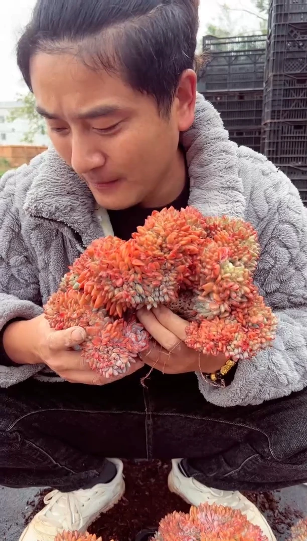 汇**浦精控橙梦露缀化