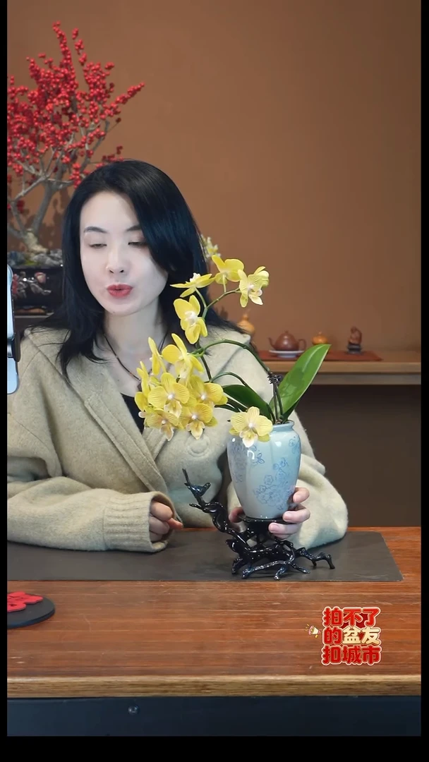 全部花朵金盏蝶盆景盆景