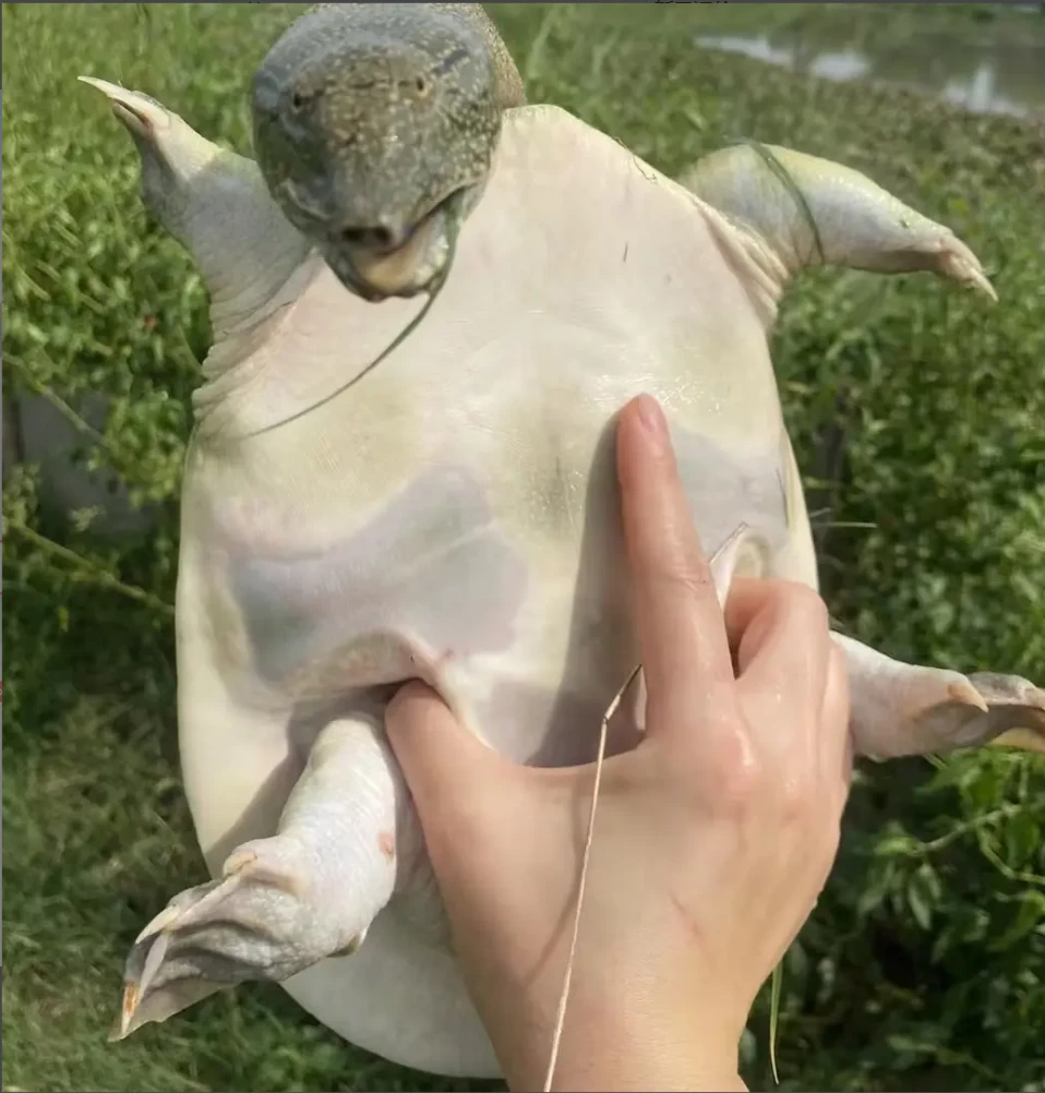 鲜活单只3.2-3.5老甲鱼养殖老鳖水鱼王八 顺丰包活到家