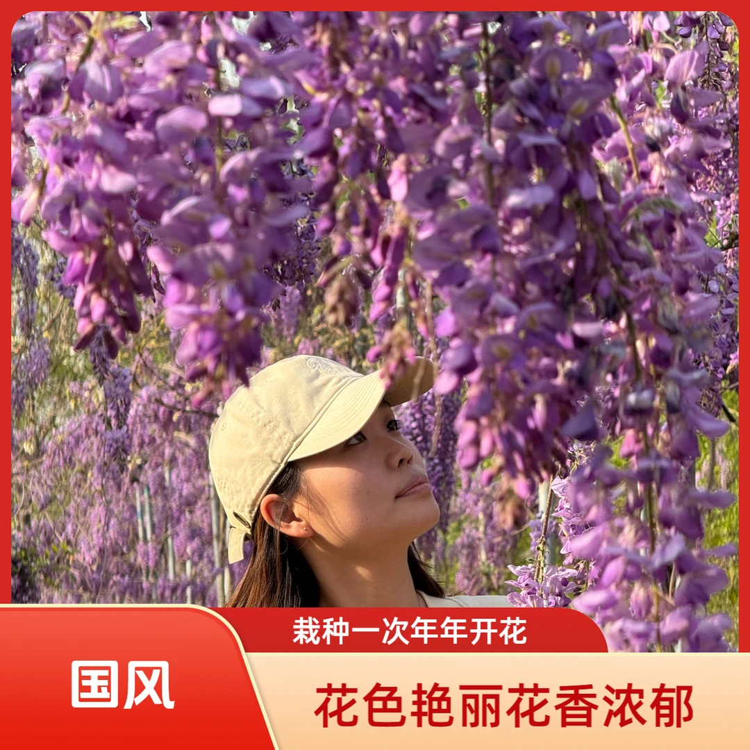 A国风紫色紫藤南北中国丰花紫藤长穗花紫藤 当年开花（新手推荐）