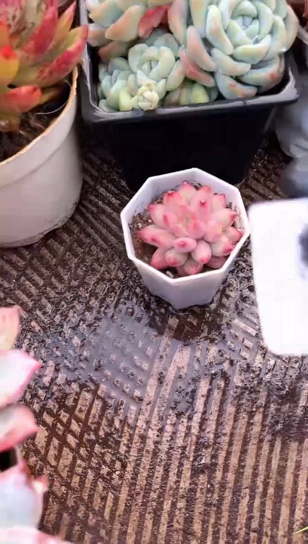 星*多肉植物一物一拍17266