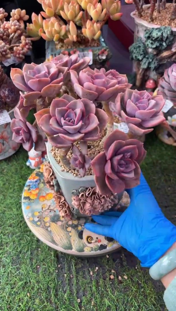 昆明印象多肉4167