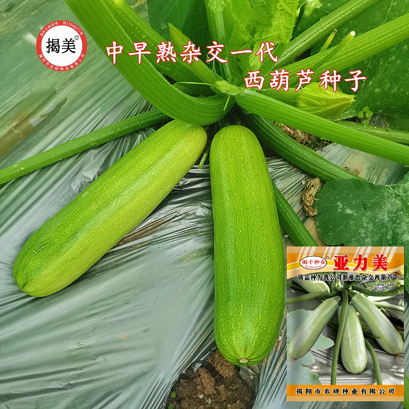 西葫芦种子 杂交高产早青小南瓜青瓜 春秋阳台田园瓜果蔬菜种子