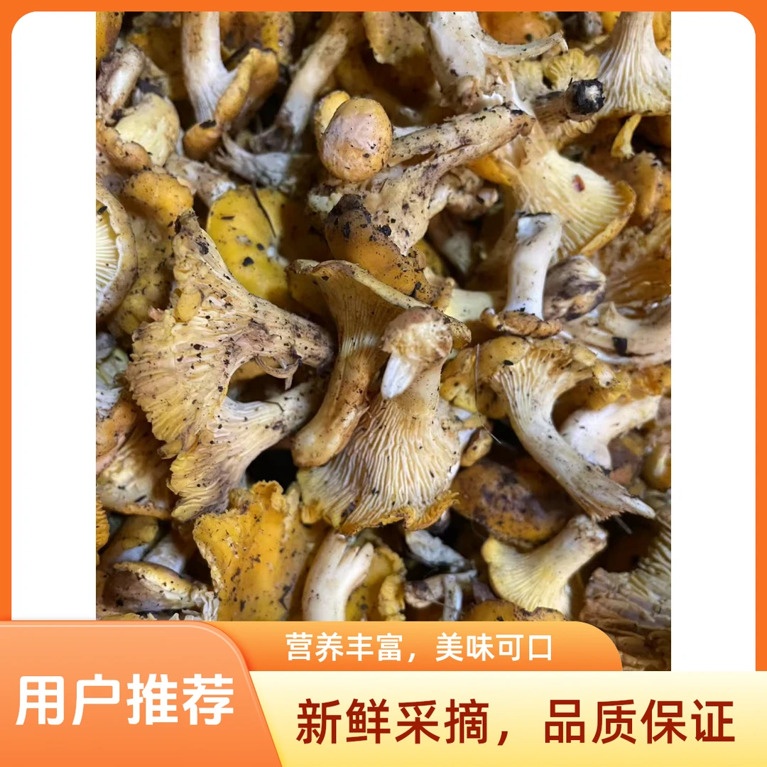 东北深山野生新鲜现采鸡油菌焯水发货（鸡油菇）顺丰包邮
