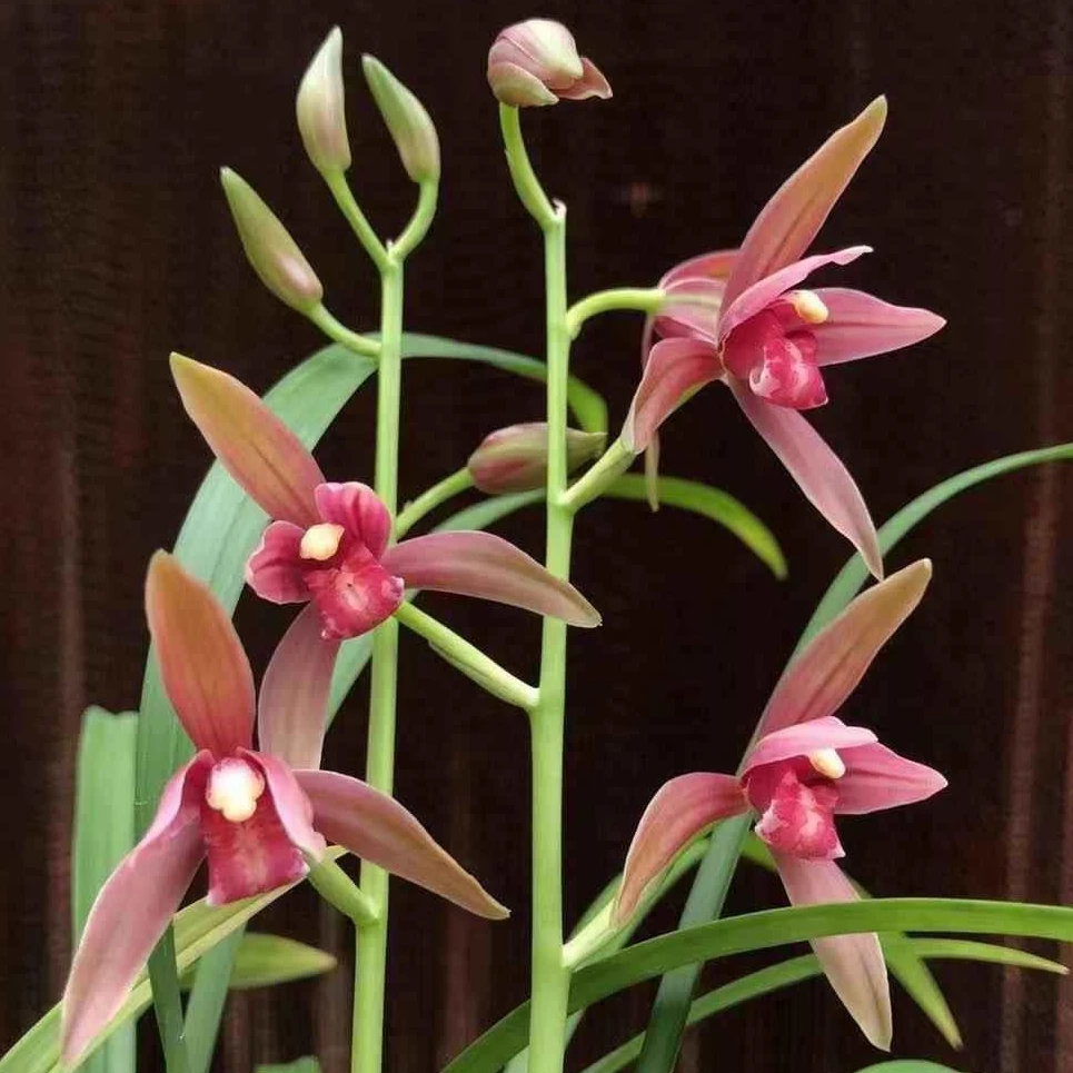 建兰【仙山红】铭品红花好养活花期6-11月份