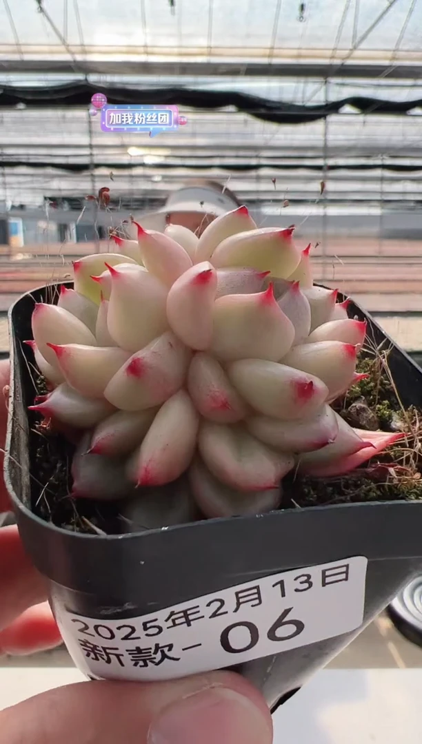 【闪购商品】新款多肉-6