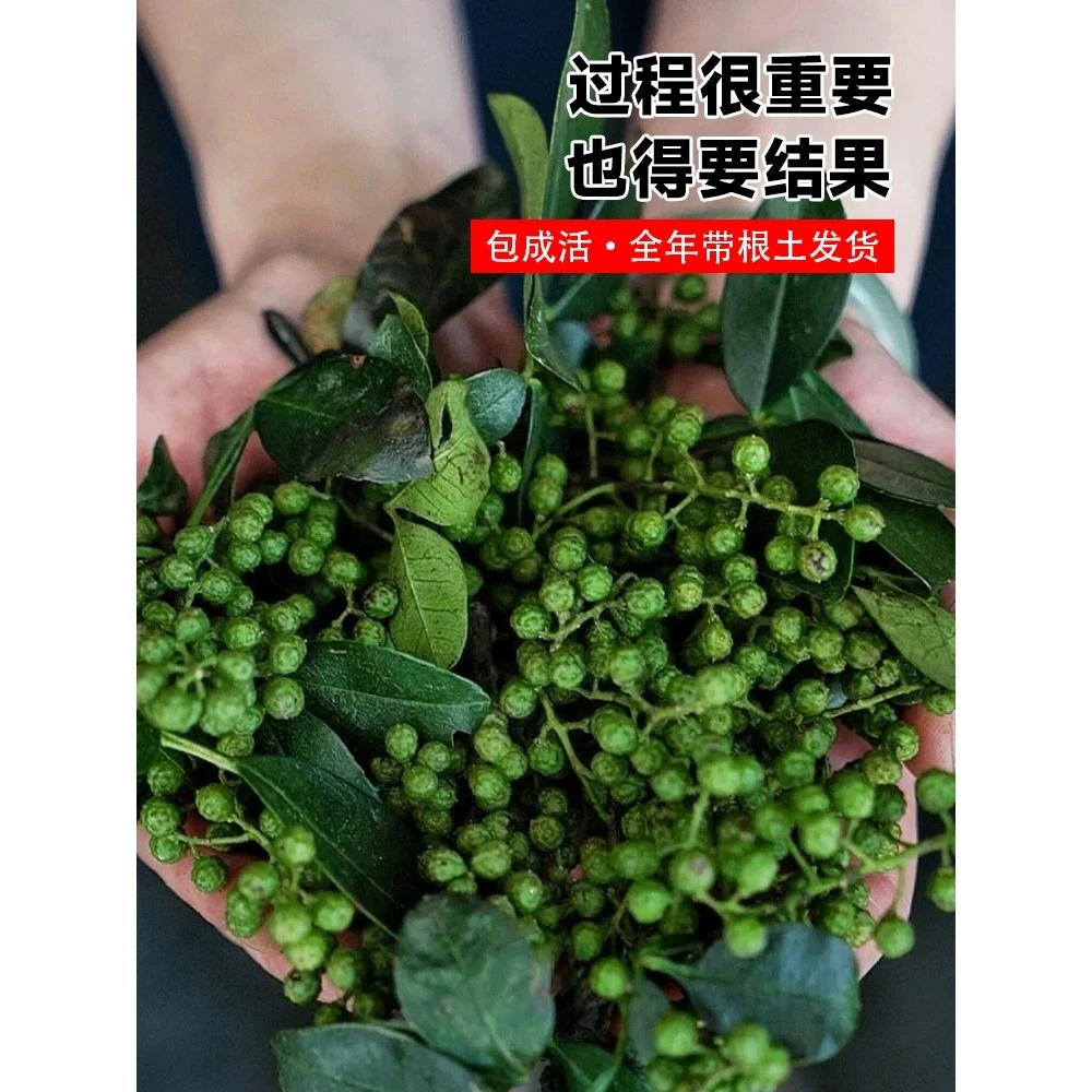 花椒苗树四川大红袍特麻椒九叶青花椒苗地栽盆栽 3年苗买一送一