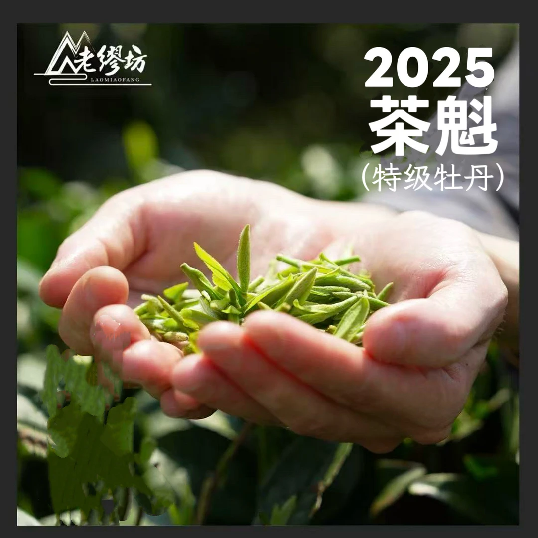 老缪坊【新品上新】2025年茶魁福鼎白牡丹散茶250g 高山福鼎白茶