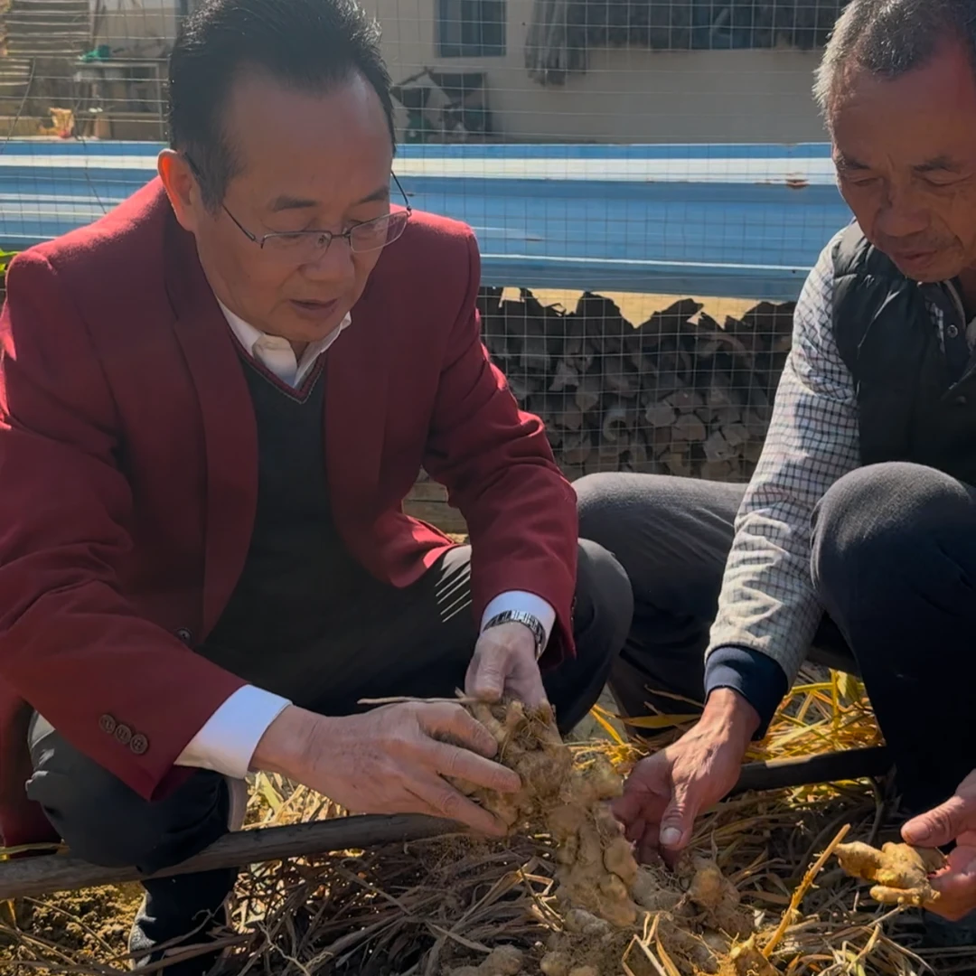 乡村助农行:农家土特产土姜生姜老姜5斤装