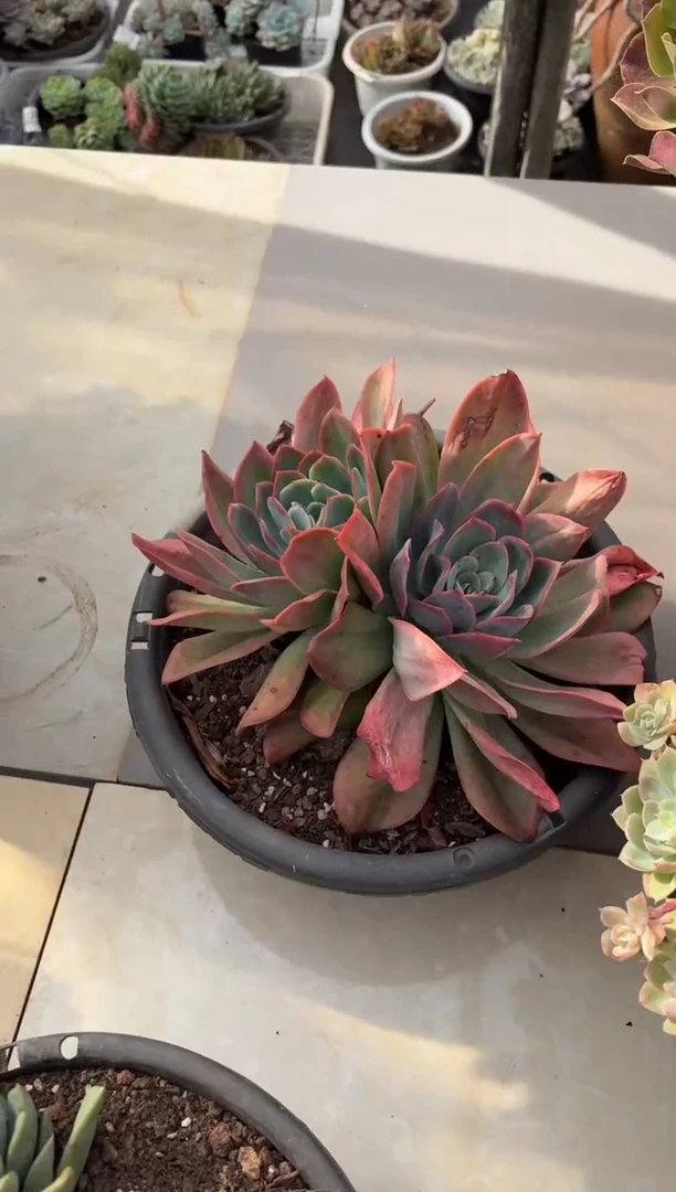 黑大帅多肉104绮罗