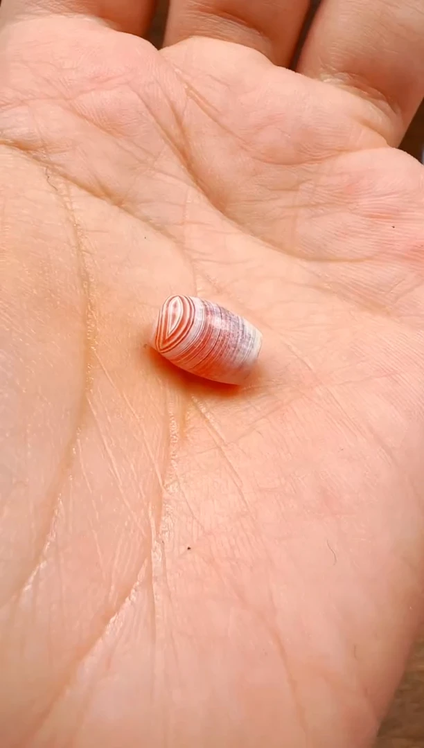 【肖钟出品】东南亚配珠