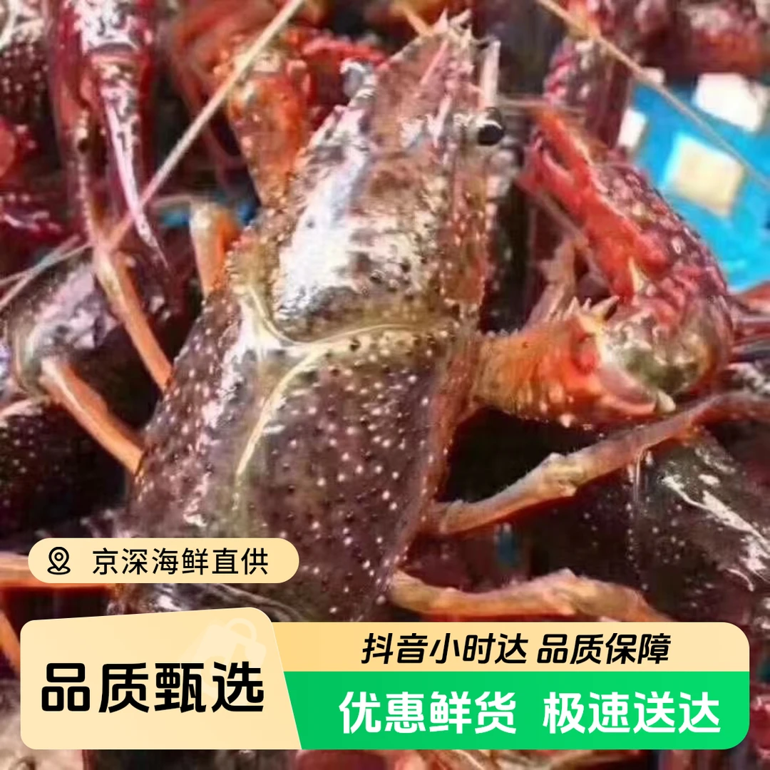 清水小龙虾  6-8钱/只一斤约14-17左右（买5斤送调料）