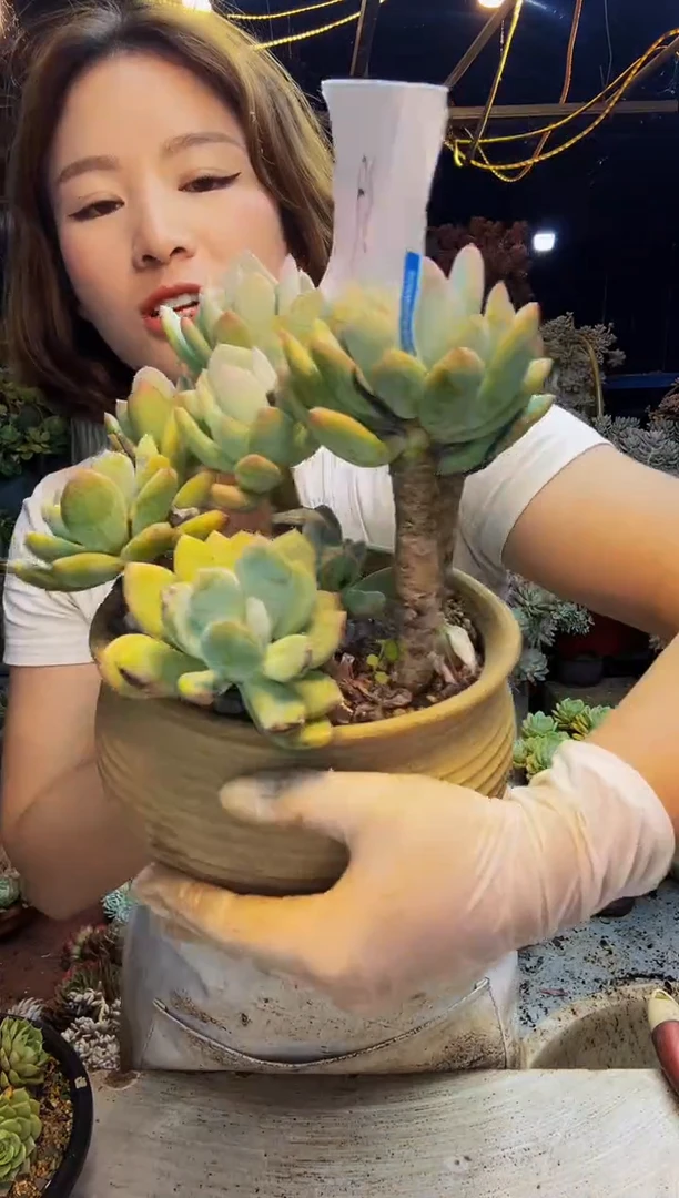 波39号一物一拍脱土包邮