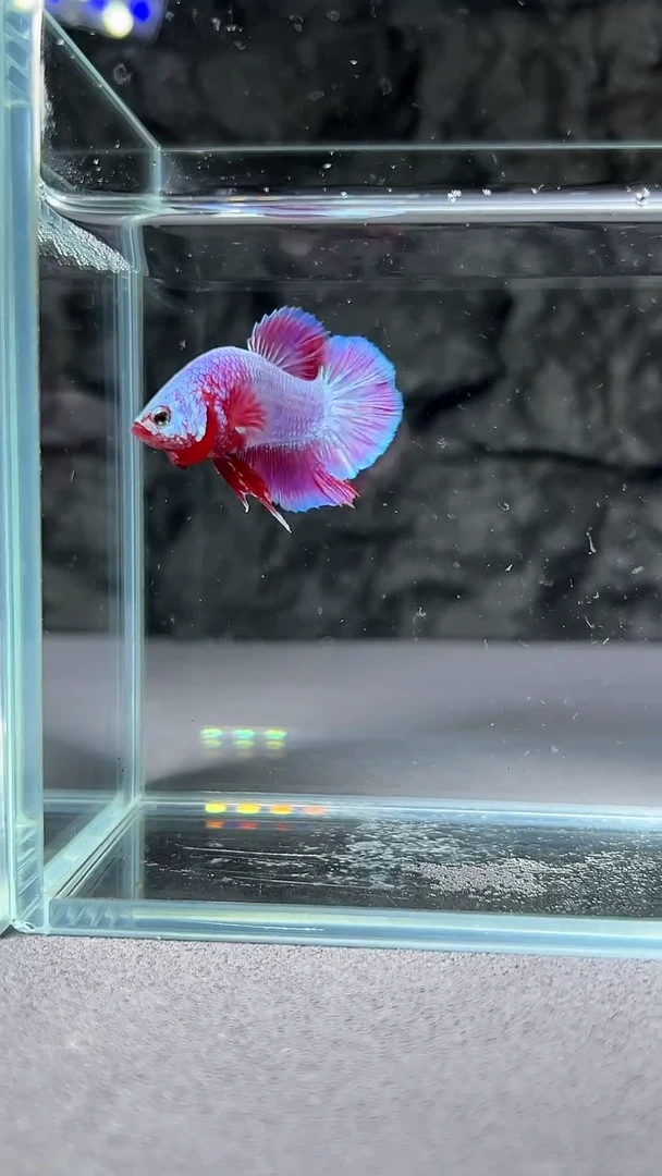 斗鱼竞拍链接032