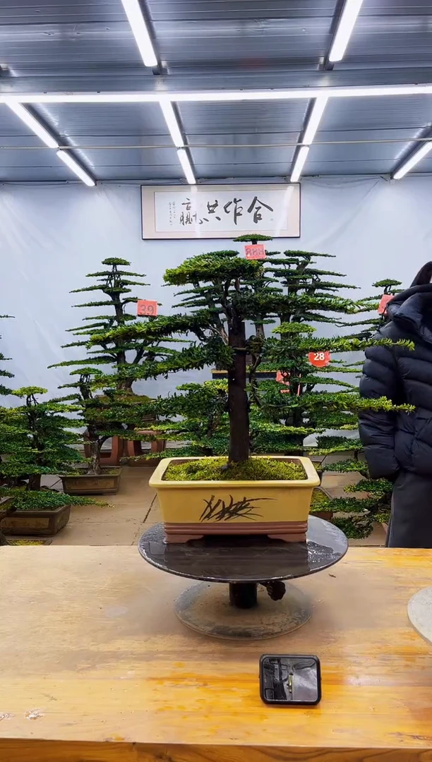 无花朵一物一拍·所见即所得