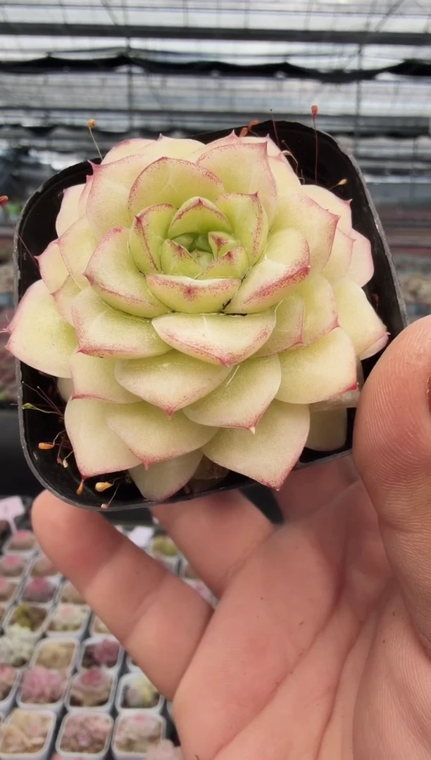 东云多肉园新款-48