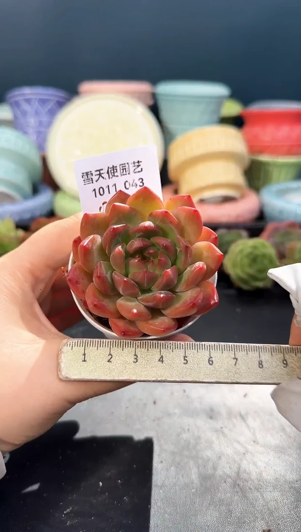1011-  043霓裳 （冠幅 6 cm）