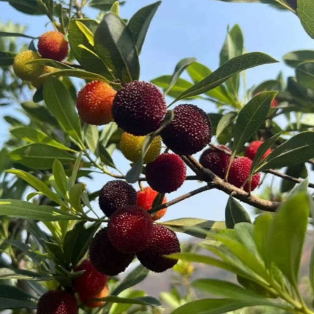 【杨梅·东魁4A果】味甜微酸·汁多核小·肉质细软 500g