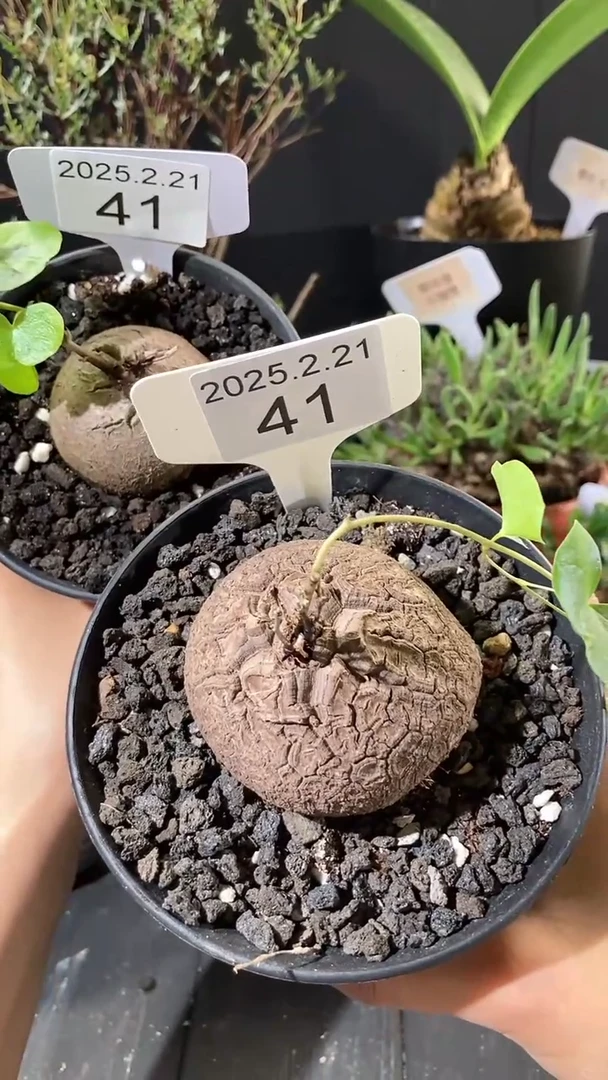 【闪购商品】南非龟甲龙2.21.41