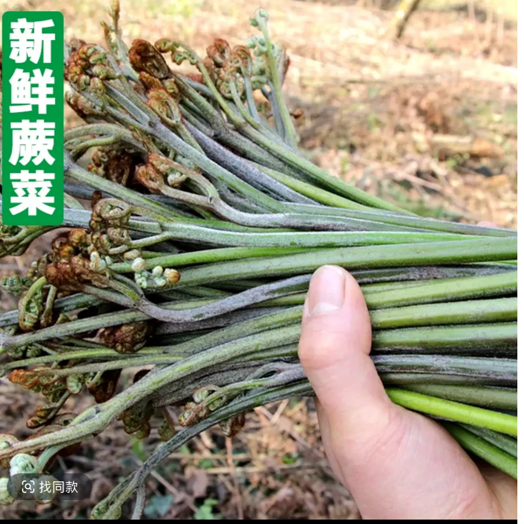 现摘野生甜蕨菜新鲜龙爪菜凉拌爽口美味天然生态生长现摘现发野菜