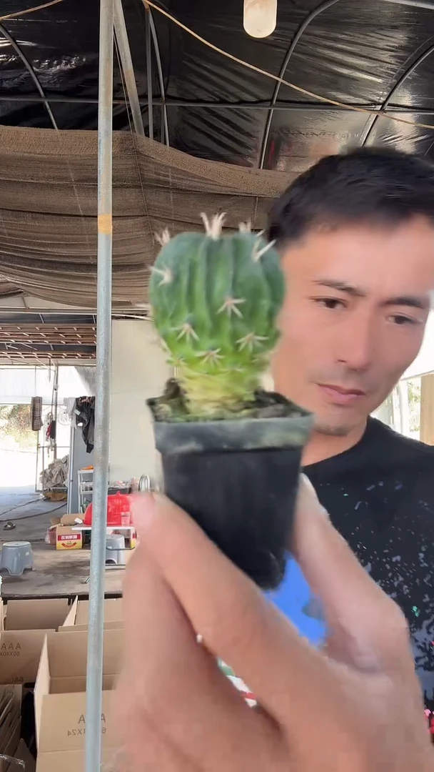 剑星丸9.99加一颗随机