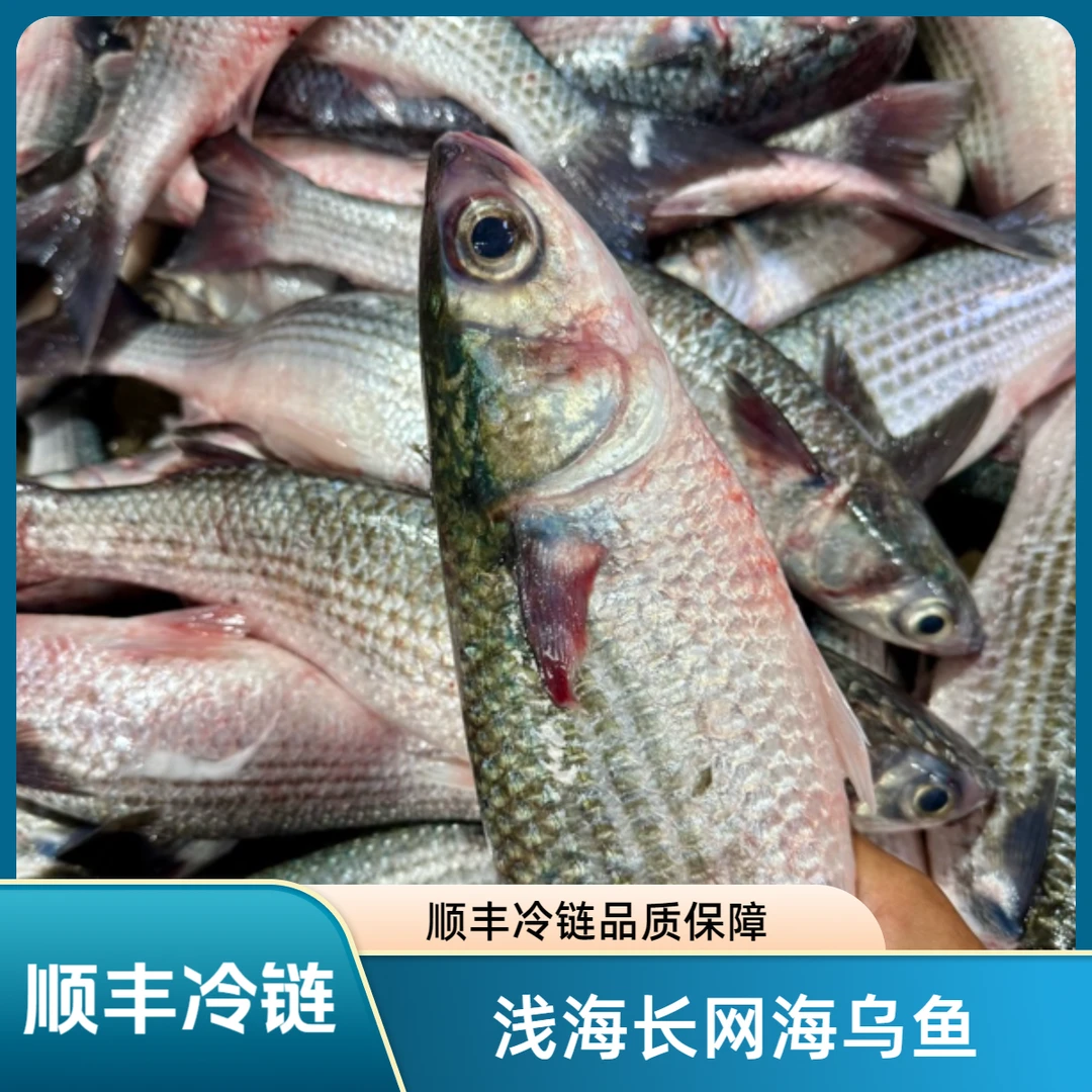 汕头海门海鲜 野生浅海长网 海乌鱼 乌头鱼  顺丰冷链发货