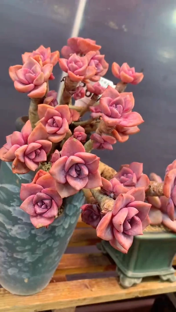 436M（一物一拍，精品多肉，所见即所得 ）