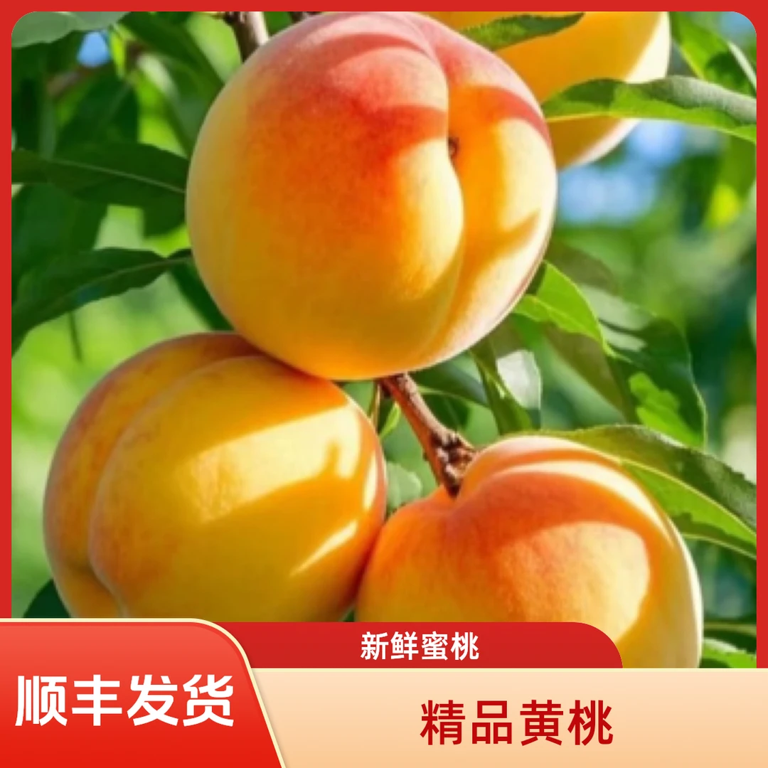 顺丰发货黄毛桃新鲜水果当季现摘先发蜜桃黄肉毛桃大果整箱大果