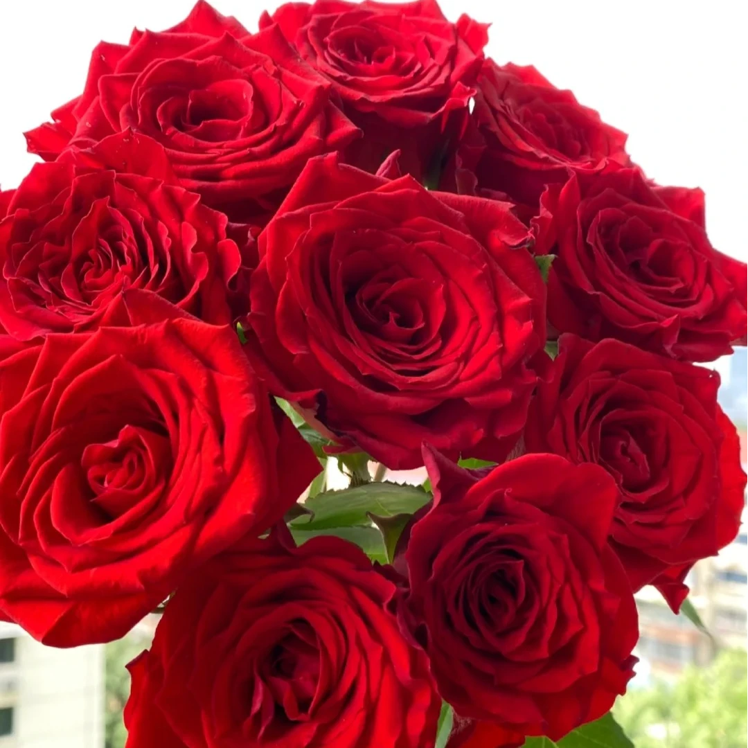 【珍爱】10枝 复古暗红 北方玫瑰 山东产地直发