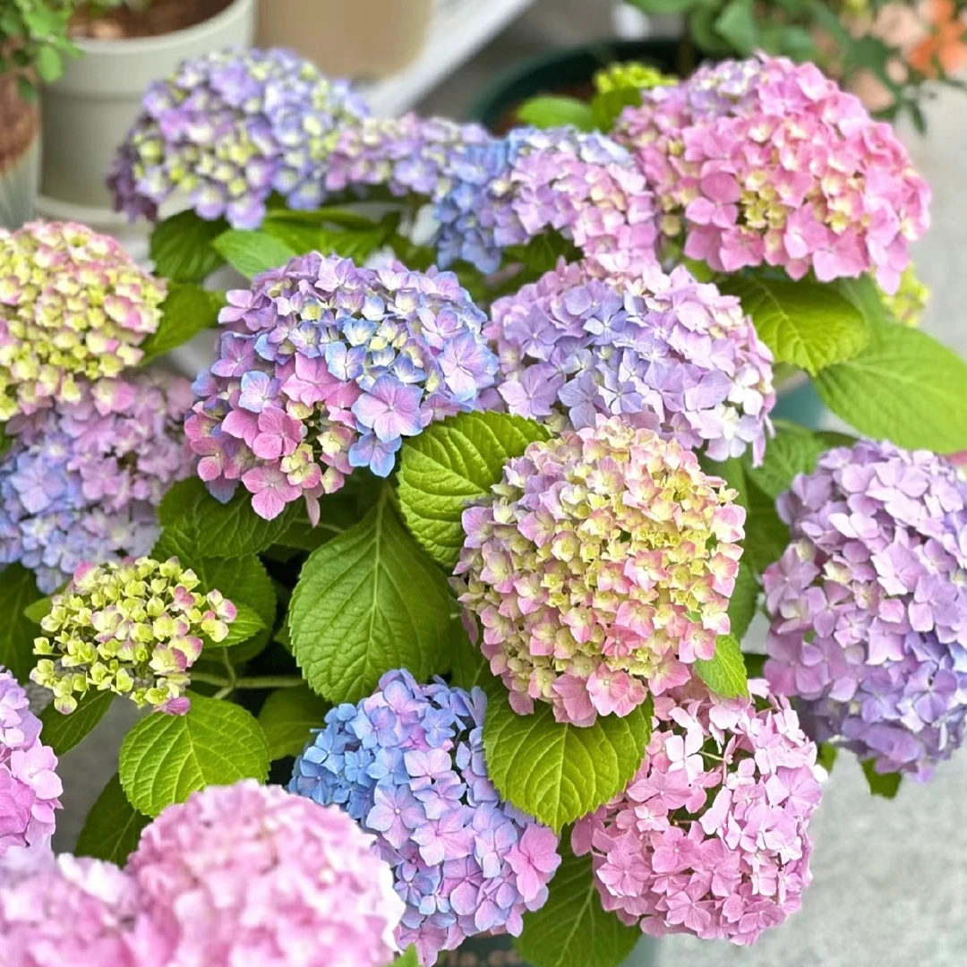 【姹紫嫣红】云南绣球带花盆栽室内庭院养护基地直发好养易活生花苞