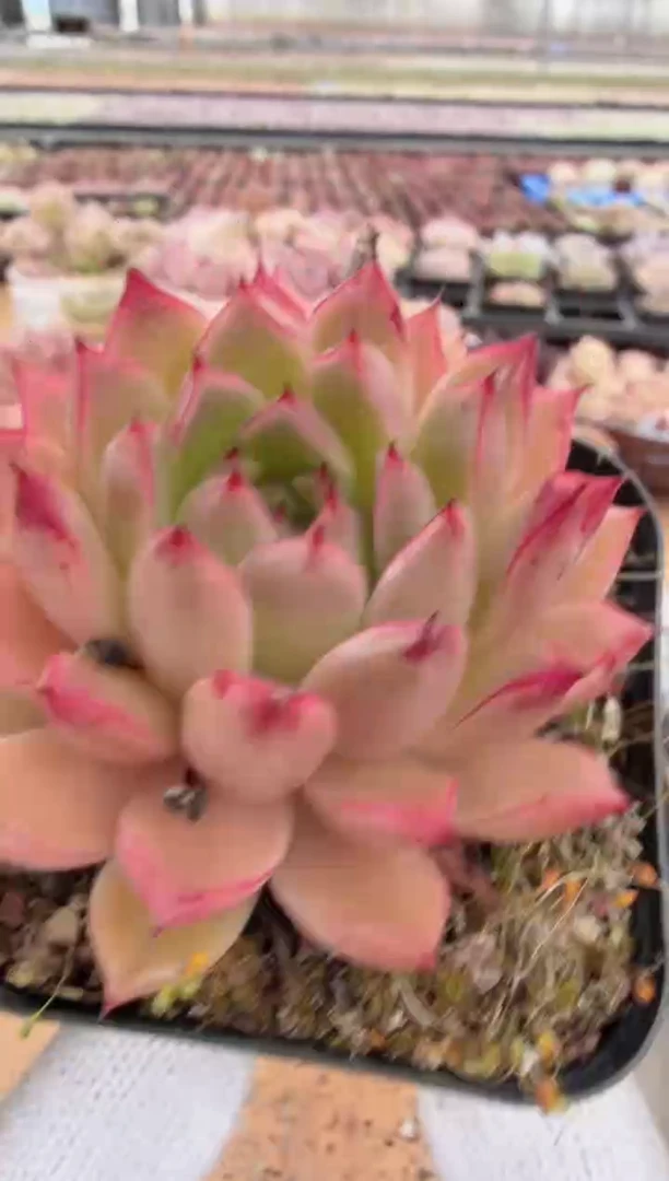 东云多肉园二店-182