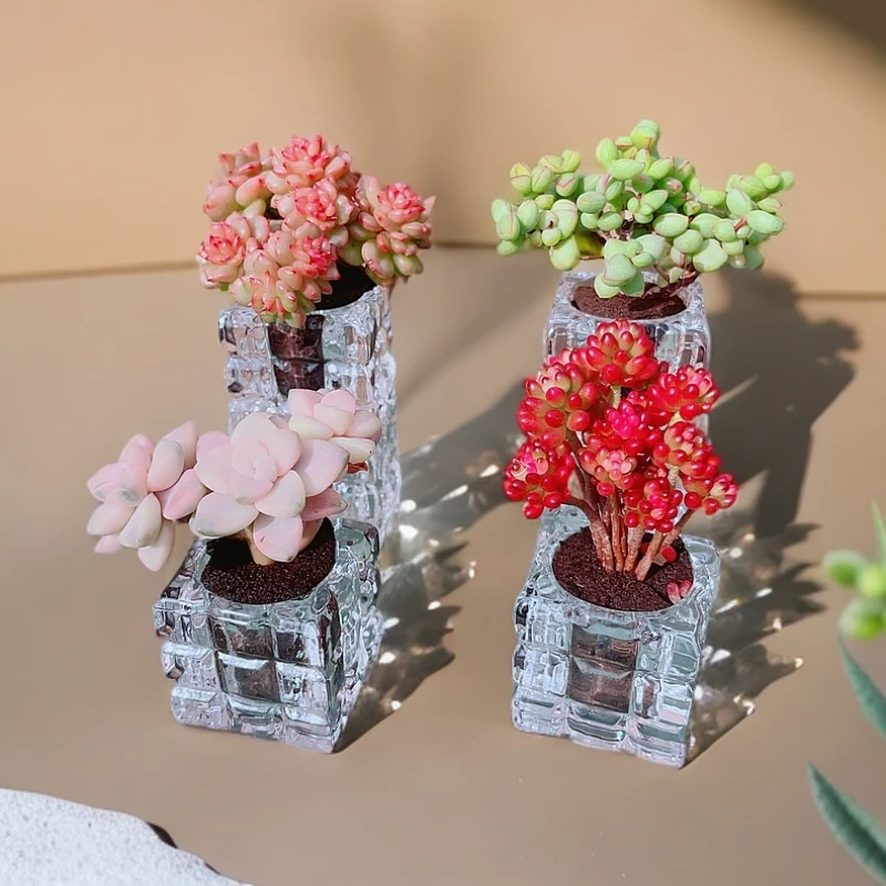 【新手多肉】新春多头组合4棵方杯3号组合