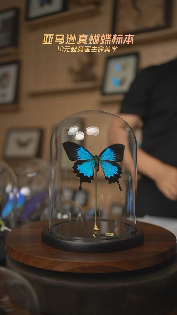 有机玻璃天堂凤蝶玻璃罩