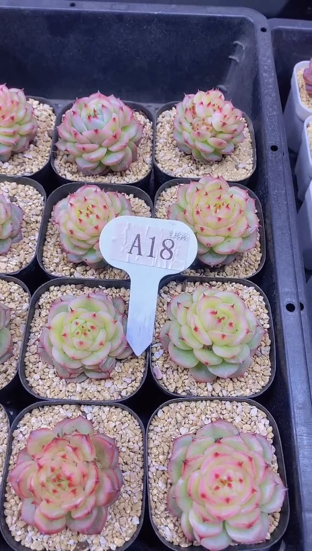 【闪购商品】A18-玉玲珑单头5cm带盆土（量拍）