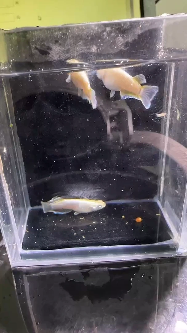 海水鱼观背青鳉观背青鳉213