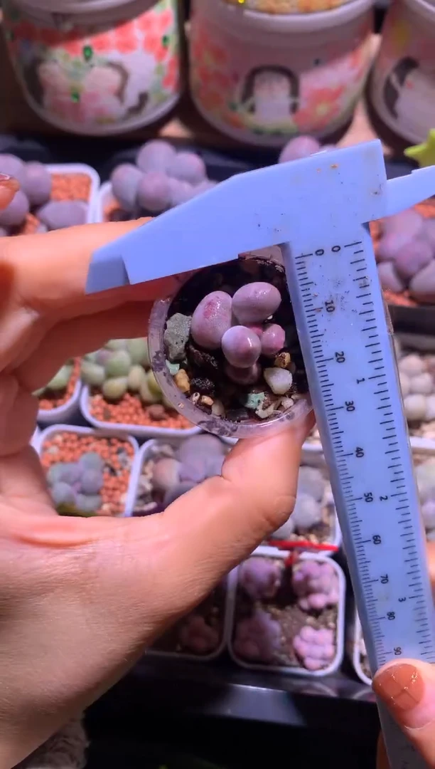 有锦纹米可奶酪多肉，满28包邮，不满发一个叶片到付