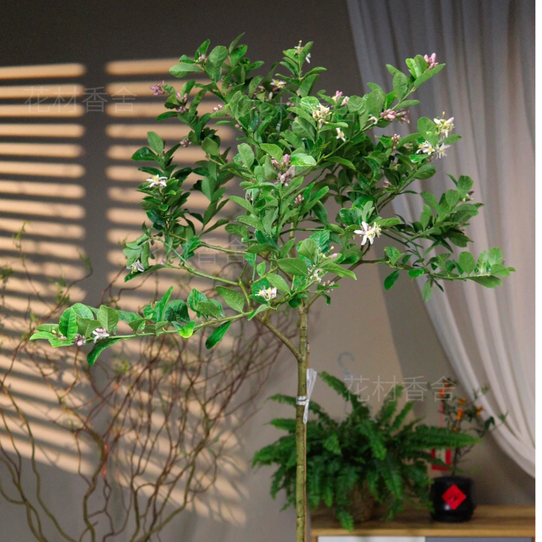 【一物一拍】香水Lemon 绿植Lemon绿植庭院客厅装饰落地大绿植盆栽