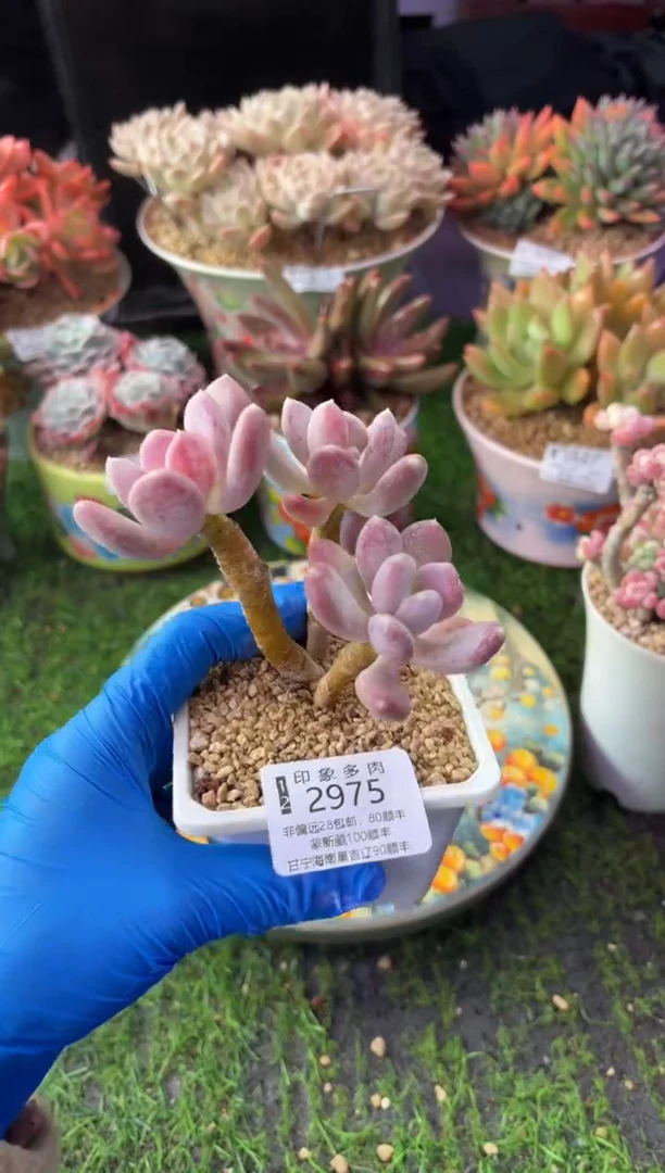 昆明印象多肉2975